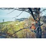 Pilarki łańcuchowe - Akumulatorowa pilarka HUSQVARNA T542i XP® do pielęgnacji drzew